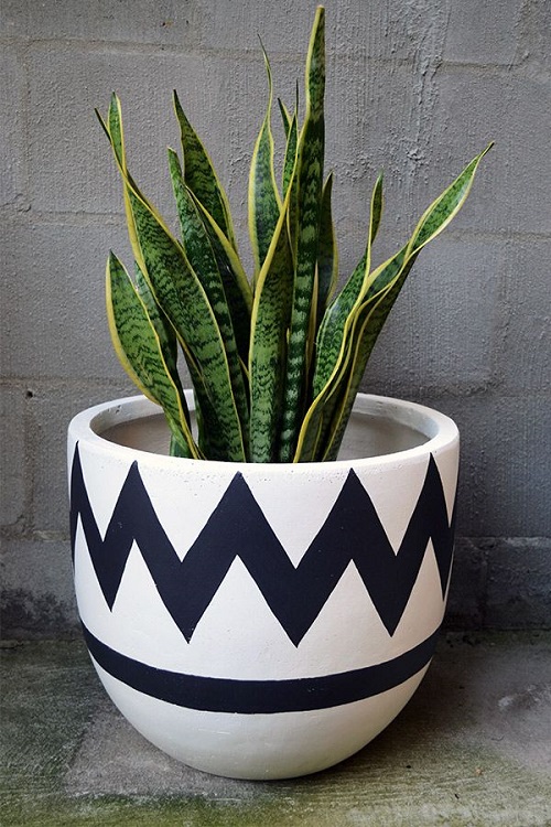 big Pot for snake plant