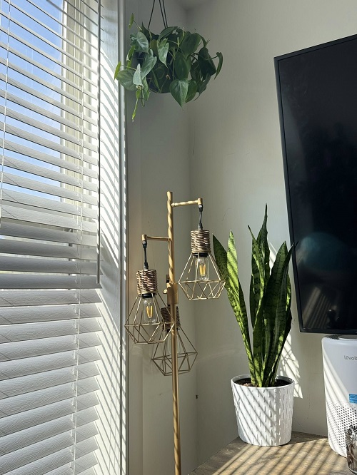 sun light for snake plant 