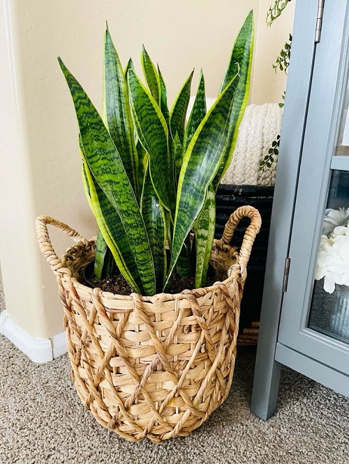 Water a Snake Plant with Potato Water