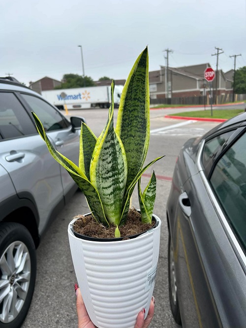 Care of Snake Plant Pups
