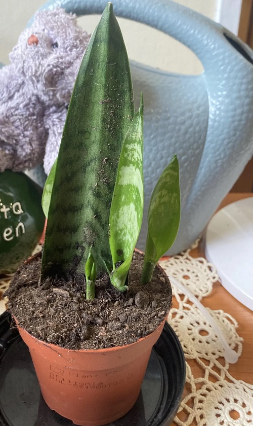 Care of Snake Plant Pups 2