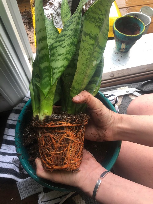 Let's Begin our Repotting Journey