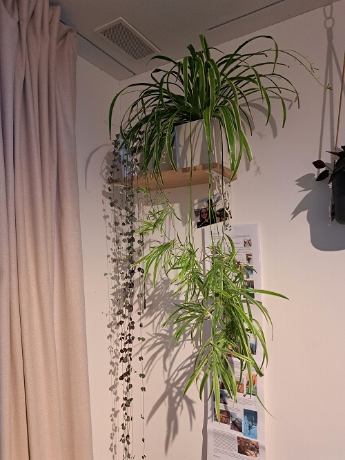 display spider plant