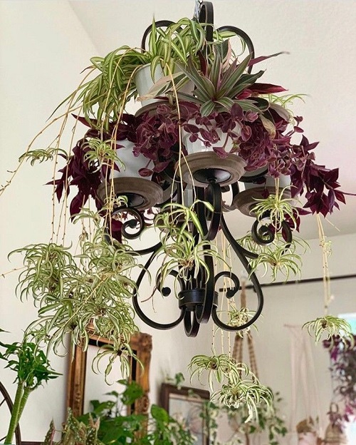spider plant chandelier