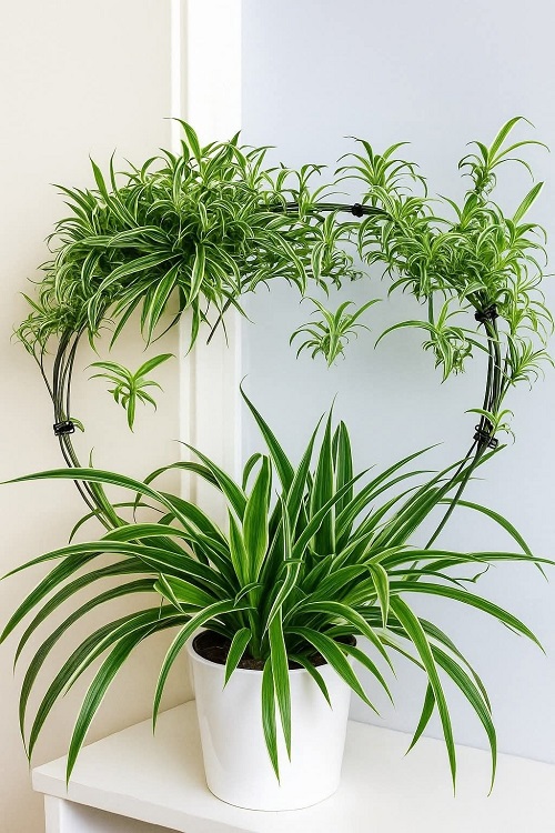 beautiful spider plant