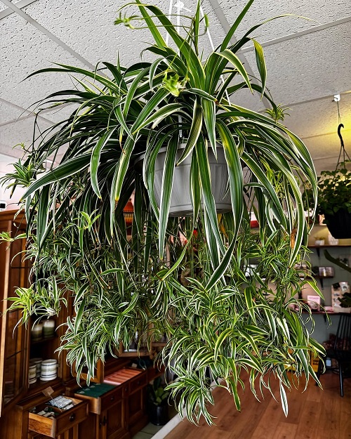 Ways to Grow Spider Plant