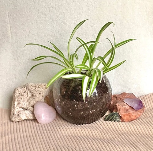 spider plant terrarium