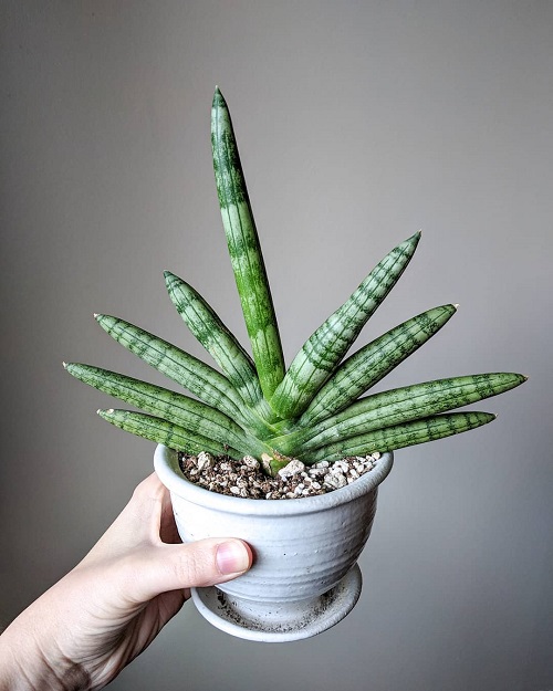 Sansevieria boncel