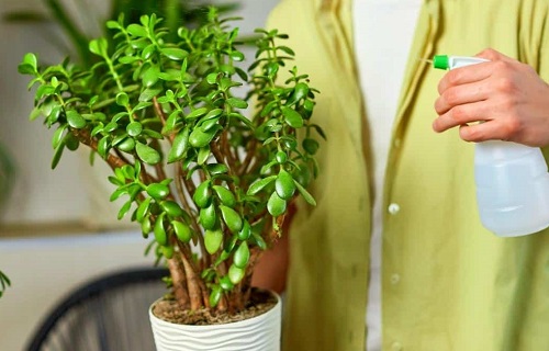spray milk on jade plant
