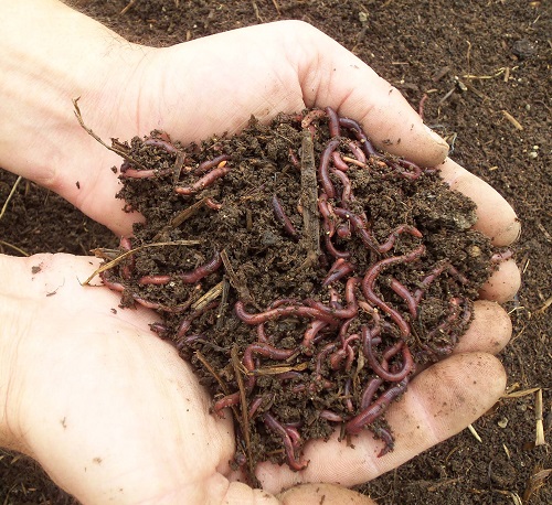 nutritious Potting Mix For Succulents