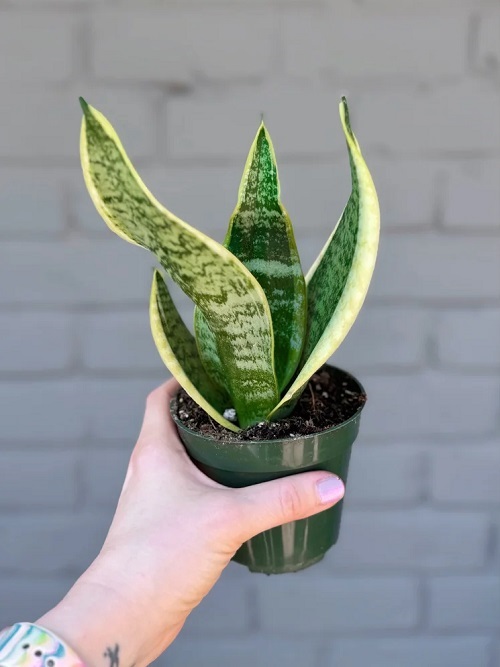 Fertilize Young Plantlets