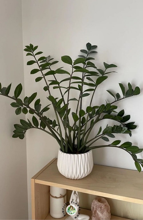zz plant small pot