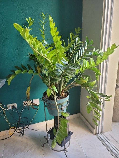 zz plant small pot