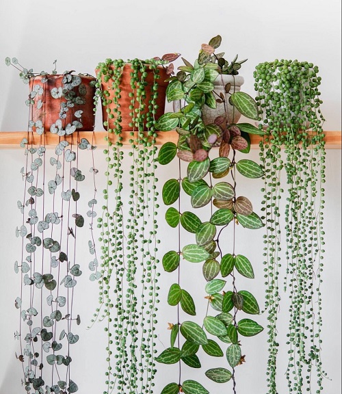 Mistakes People Make When Displaying Trailing Succulents