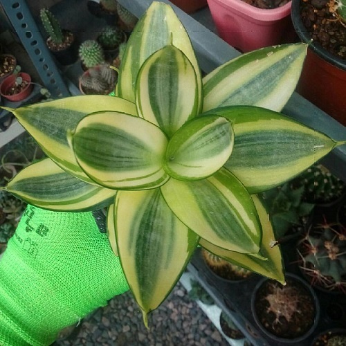 Sansevieria trifasciata ‘Golden Hahnii’