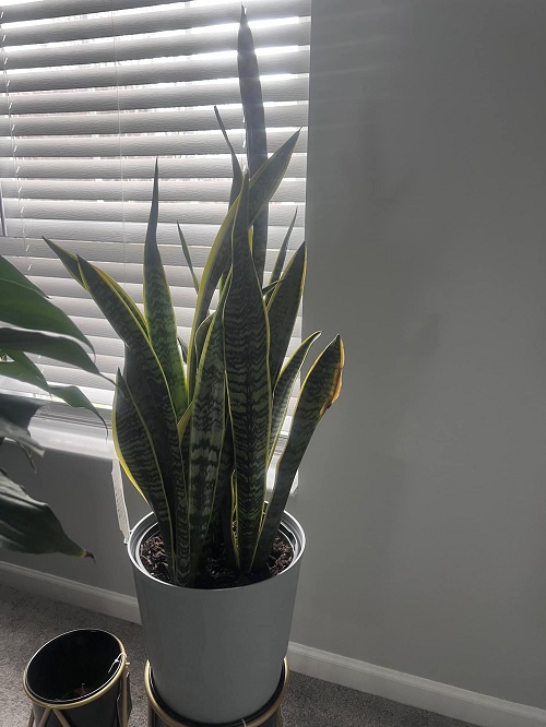 Winter Spots That Make Snake Plants Rot