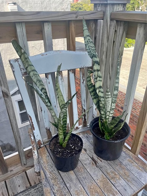 Winter Spots That Make Snake Plants Rot