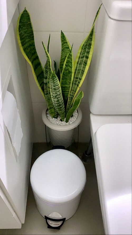 Winter Spots That Make Snake Plants Rot