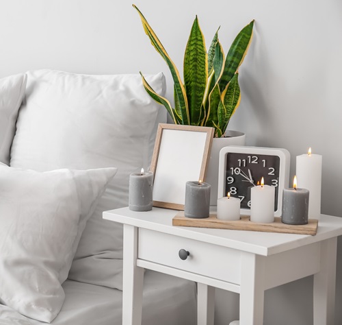 Winter Spots That Make Snake Plants Rot