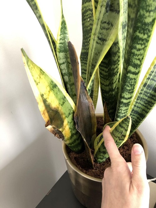 Winter Spots That Make Snake Plants Rot