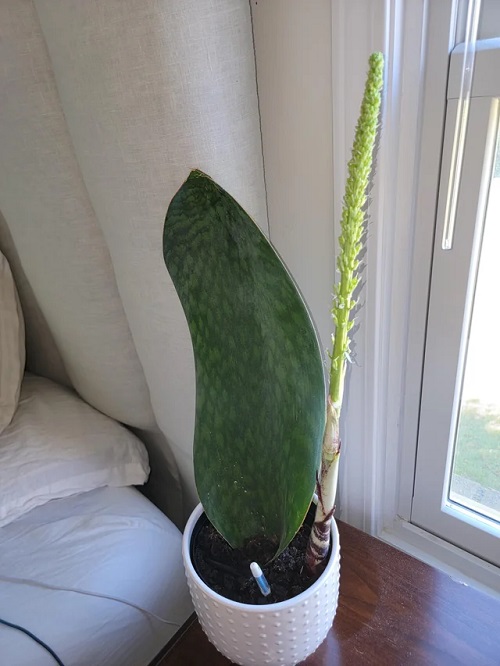 Flowering Snake Plants 4