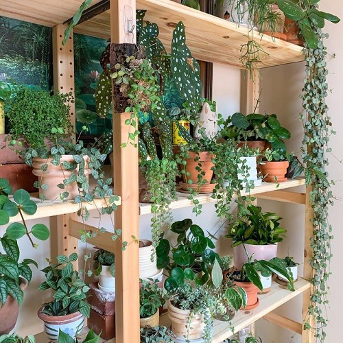 Mistakes People Make When Displaying Trailing Succulents