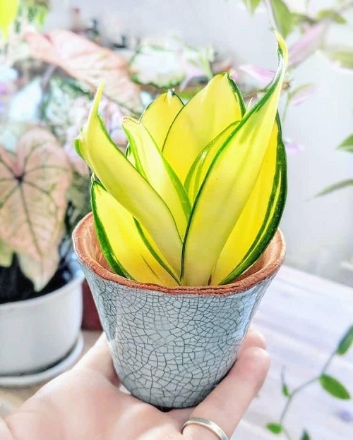 Grow a Snake Plant in a Rosette Shape 1