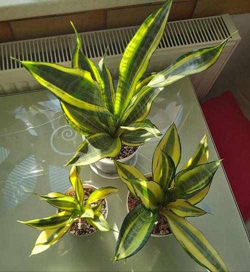 Grow a Snake Plant in a Rosette Shape2