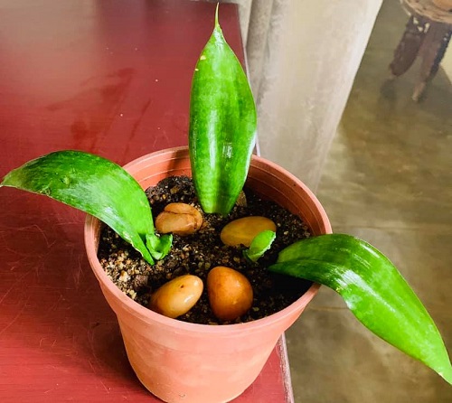 Propagate snake plant 
