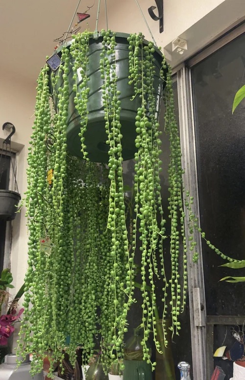 Mistakes People Make When Displaying Trailing Succulents