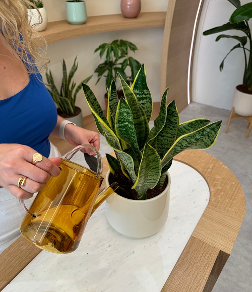 Grow a Snake Plant in a Rosette Shape 5