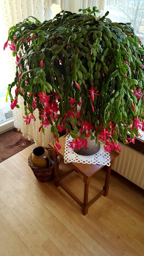 Spots to Keep a Christmas Cactus for Heavy Holiday Blooms 2