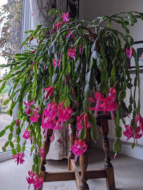 Spots to Keep a Christmas Cactus for Heavy Holiday Blooms 2