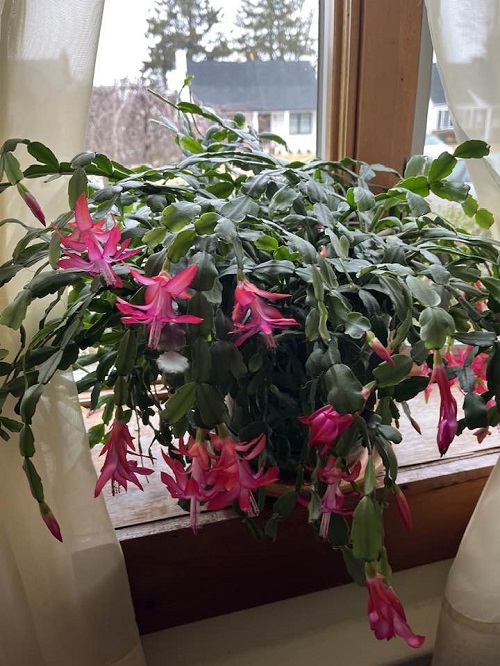 Christmas Cactus on table
