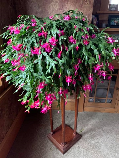 Spots to Keep a Christmas Cactus for Heavy Holiday Blooms