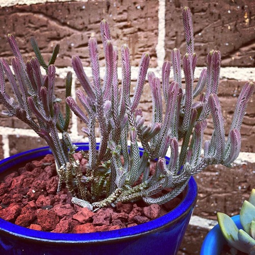 Watch Chain, Princess Pine