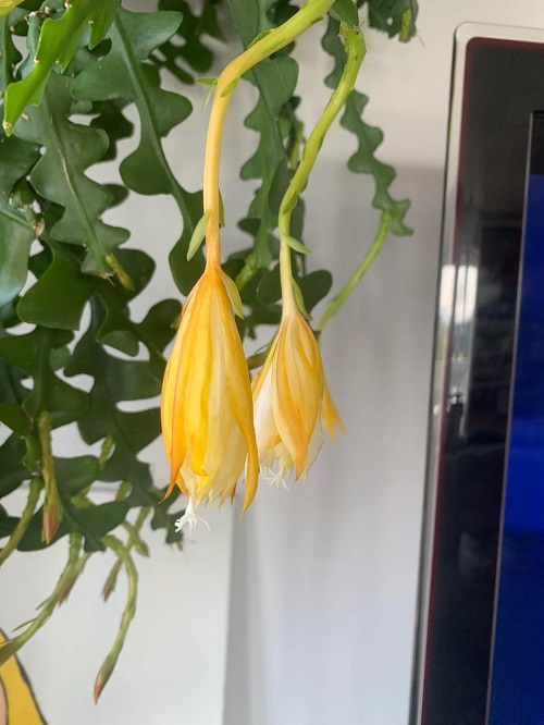 Fishbone Cactus not blooming