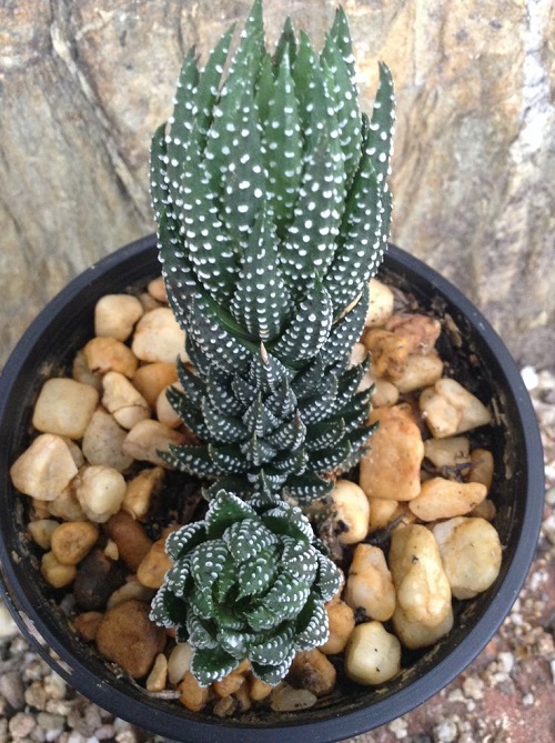 Haworthiopsis coarctata