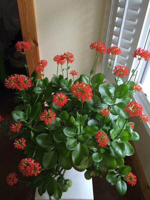 Kalanchoe Flowers 8
