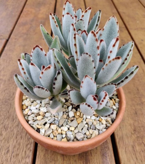 watering panda plant