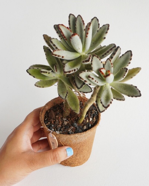 prune panda plant for fuller growth