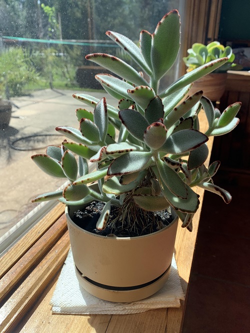 Indirect and Bright sunlight