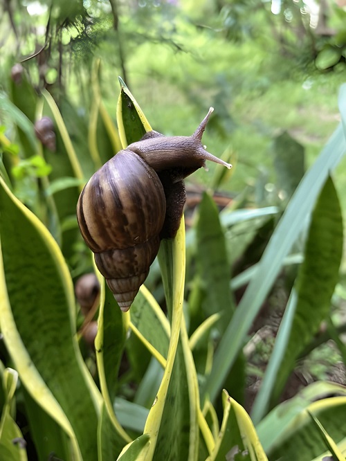 Snails on snake plant