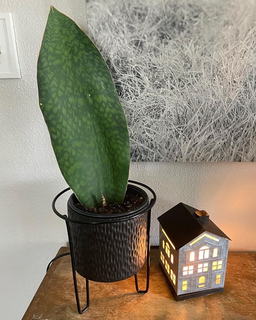 Whale Fin Snake Plant