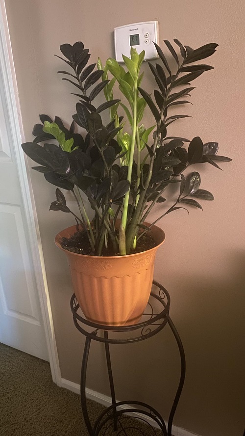 zz plant in dark corner