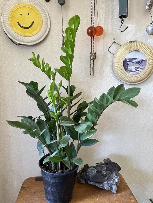 Things You’re Doing Wrong With Your ZZ Plant This Winter