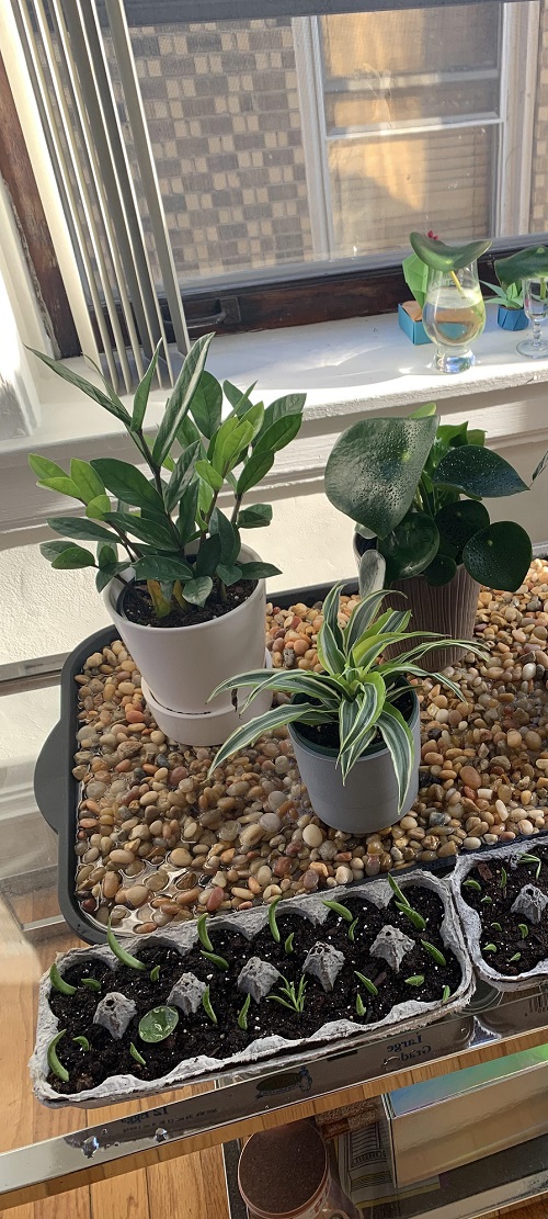 zz plant pebble tray