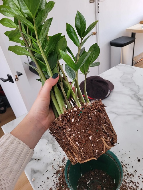 zz plant repot