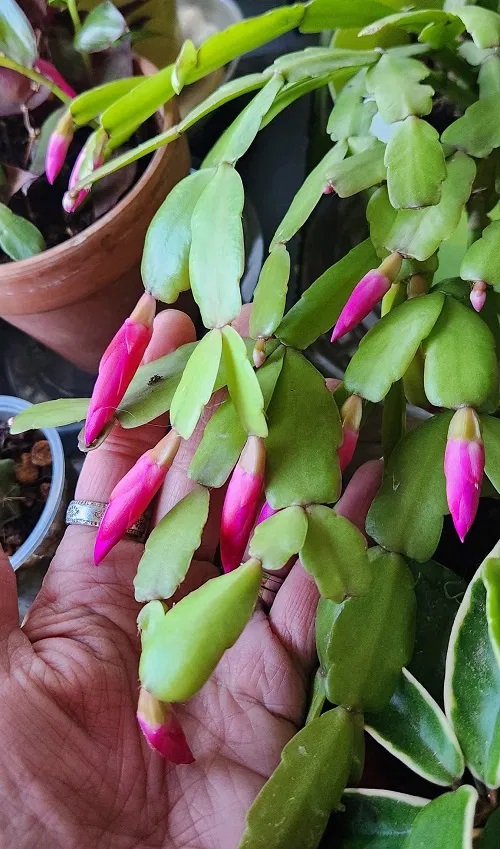 Christmas Cactus in corner