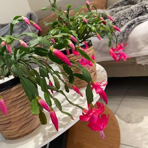 Christmas Cactus Buds Fall Off